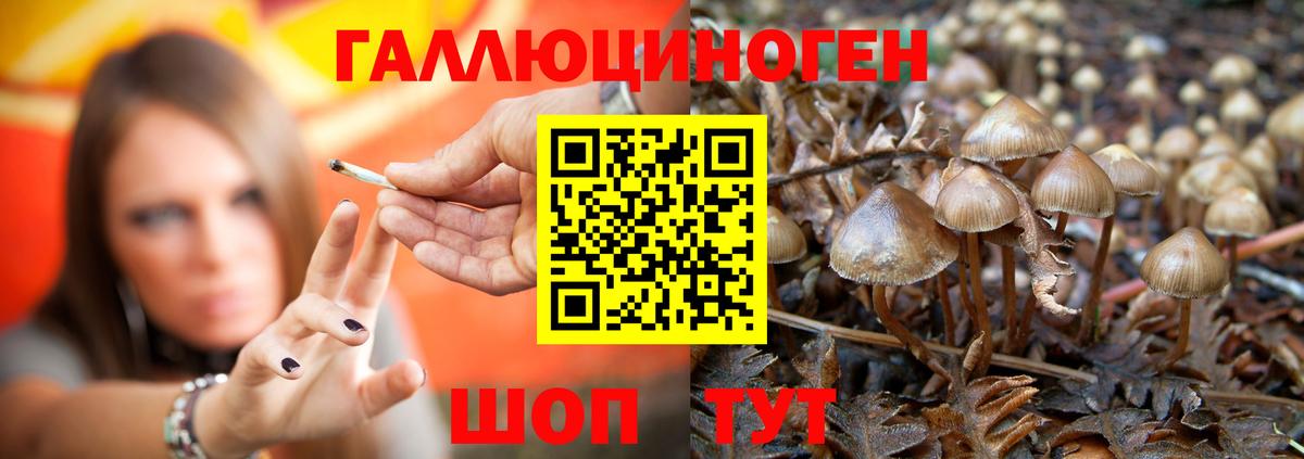 Галлюциногенные грибы Psilocybine cubensis  Вход с VPN  цена наркотик  Свободный 